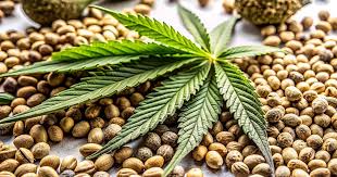 The Ultimate Guide to Marijuana Seeds 0 The Ultimate Guide to Marijuana Seeds 0