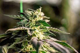 The Ultimate Guide to Marijuana Seeds 0 The Ultimate Guide to Marijuana Seeds 0